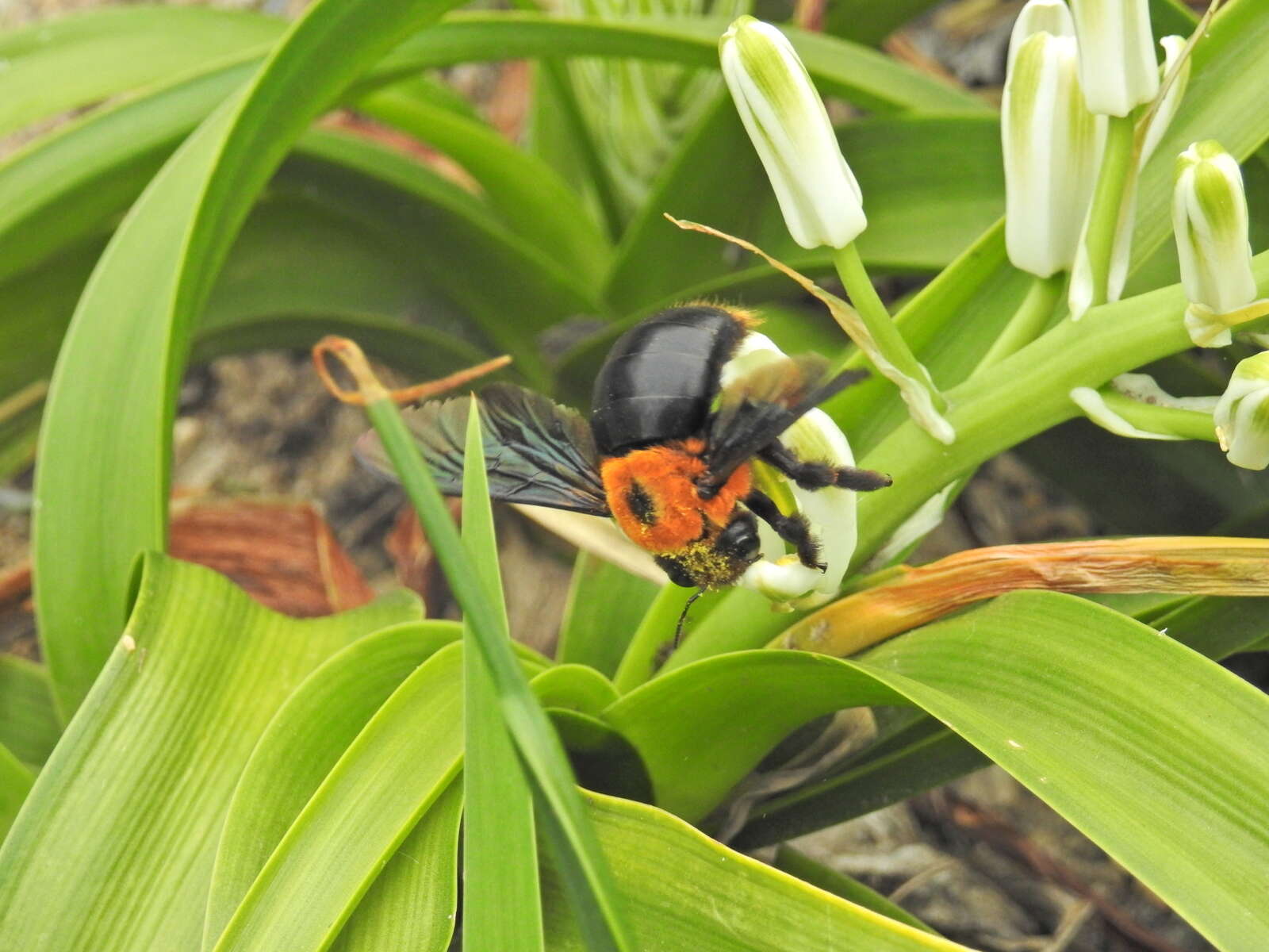 Image of Xylocopa flavorufa (De Geer 1778)