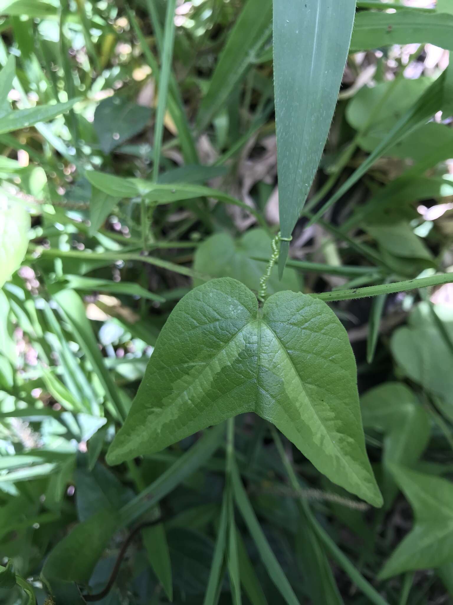 Passiflora capsularis L. resmi