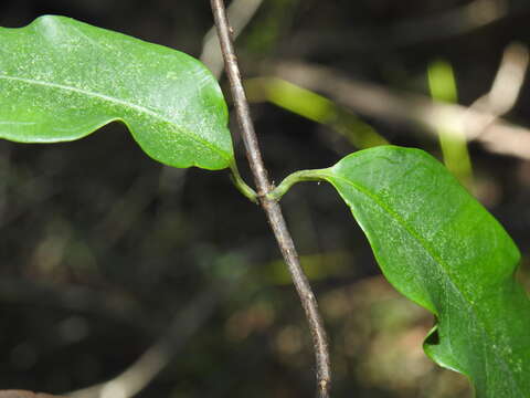 Parsonsia rotata Maiden & Betche的圖片