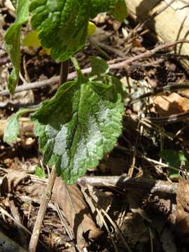 Image of Lamium galeobdolon subsp. galeobdolon