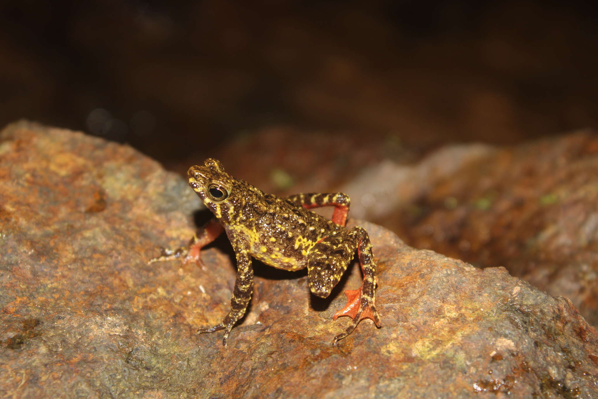 Image of Leptophryne javanica Hamidy, Munir, Mumpuni, Rahmania & Kholik 2018