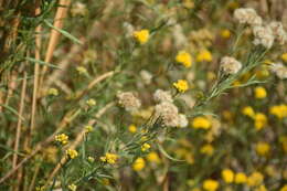 Plancia ëd Euthamia occidentalis Nutt.