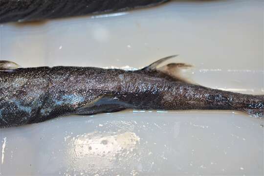 Image of Smooth Lanternshark