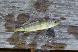 Image of Yellow Perch