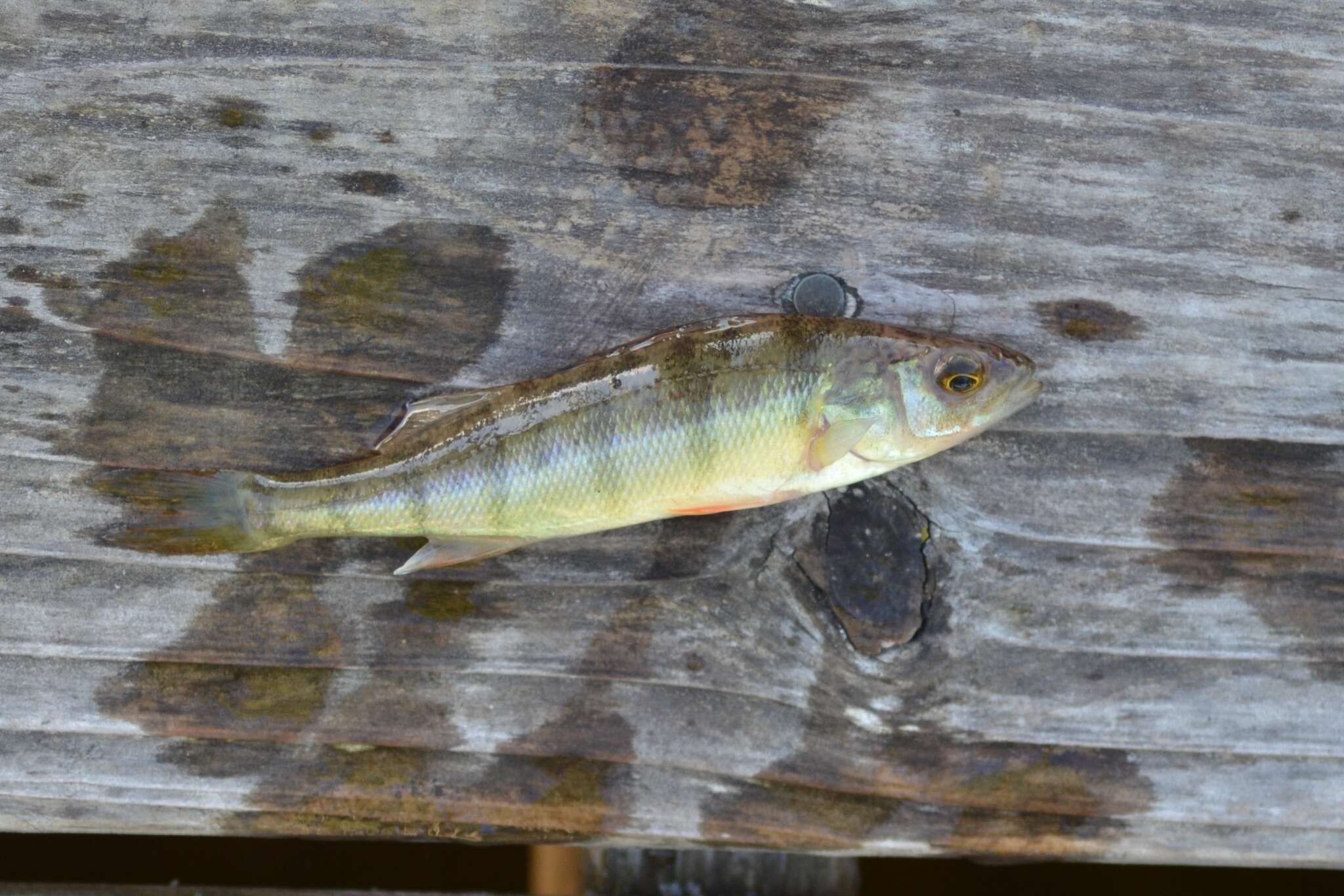 Image of Yellow Perch