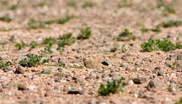 Image of Crowned Sandgrouse