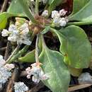 Image of Baja buckwheat