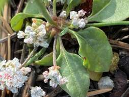 Image of Baja buckwheat