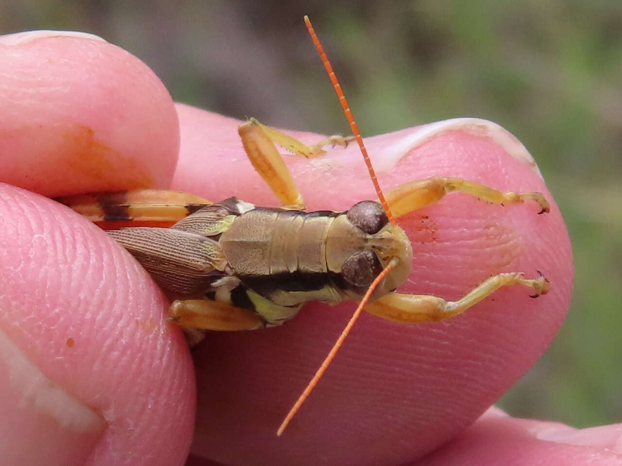 Melanoplus glaucipes (Scudder & S. H. 1875)的圖片