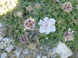 Imagem de Lomelosia crenata subsp. dallaportae (Boiss.) W. Greuter & Burdet