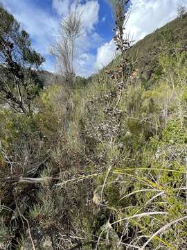 Image of Hakea microcarpa R. Br.