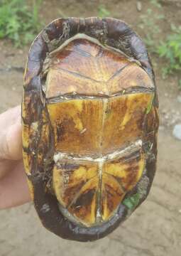 Image of Mexican Mud Turtle