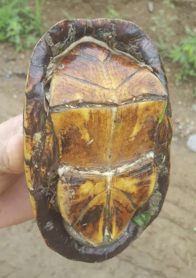 Image of Mexican Mud Turtle