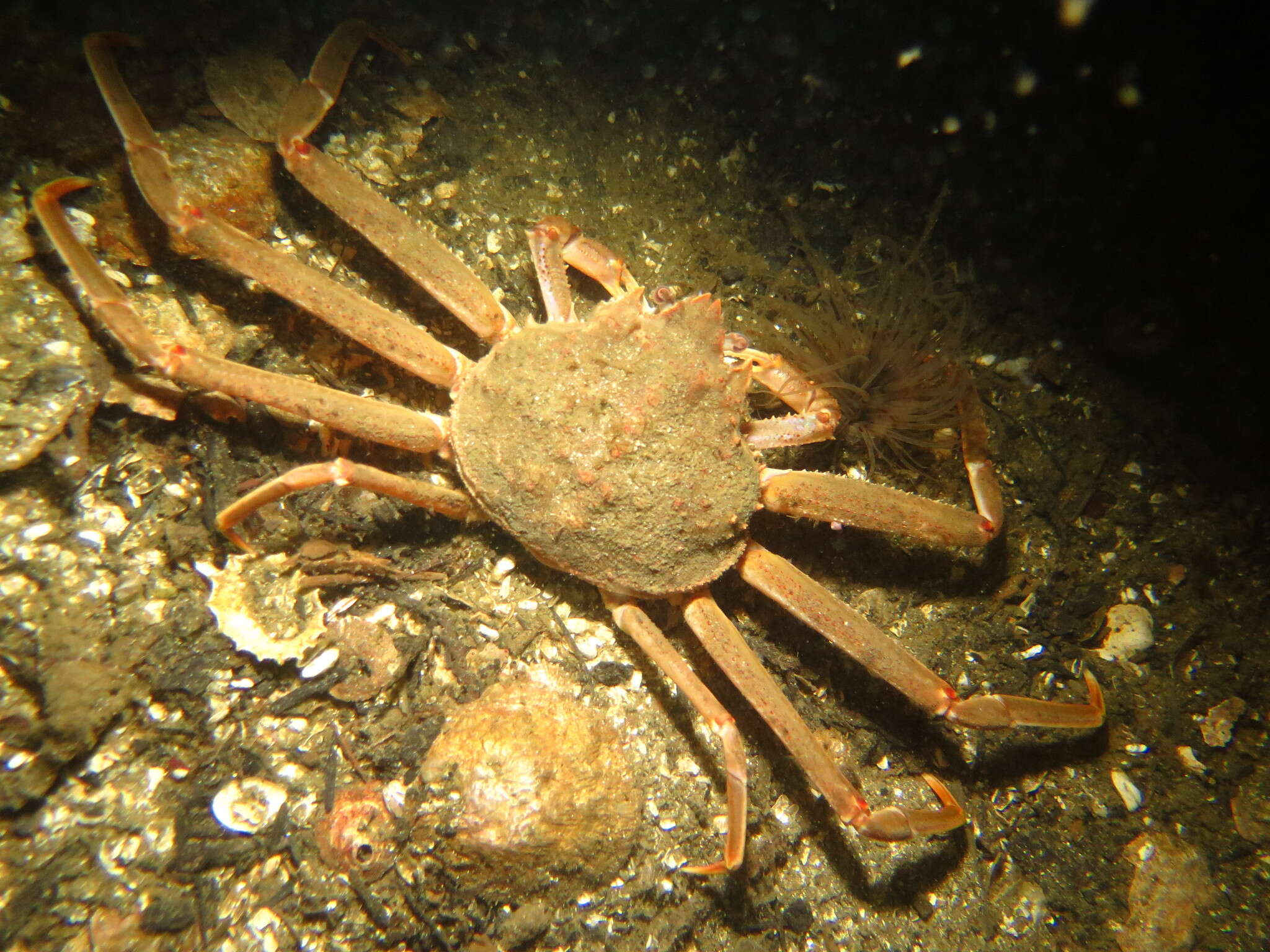 Image of Bairdi crab