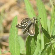 Image of Taractrocera danna Moore 1865