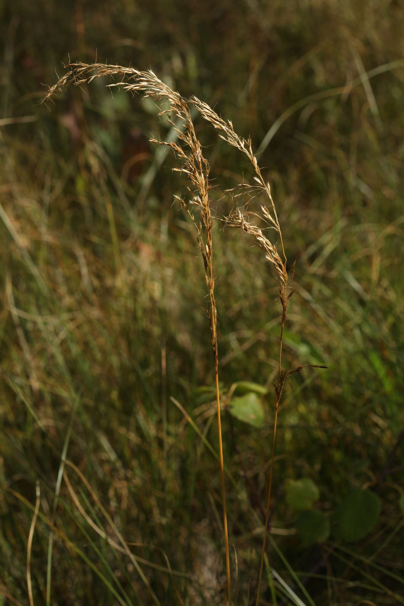 Plancia ëd Trisetum sibiricum Rupr.