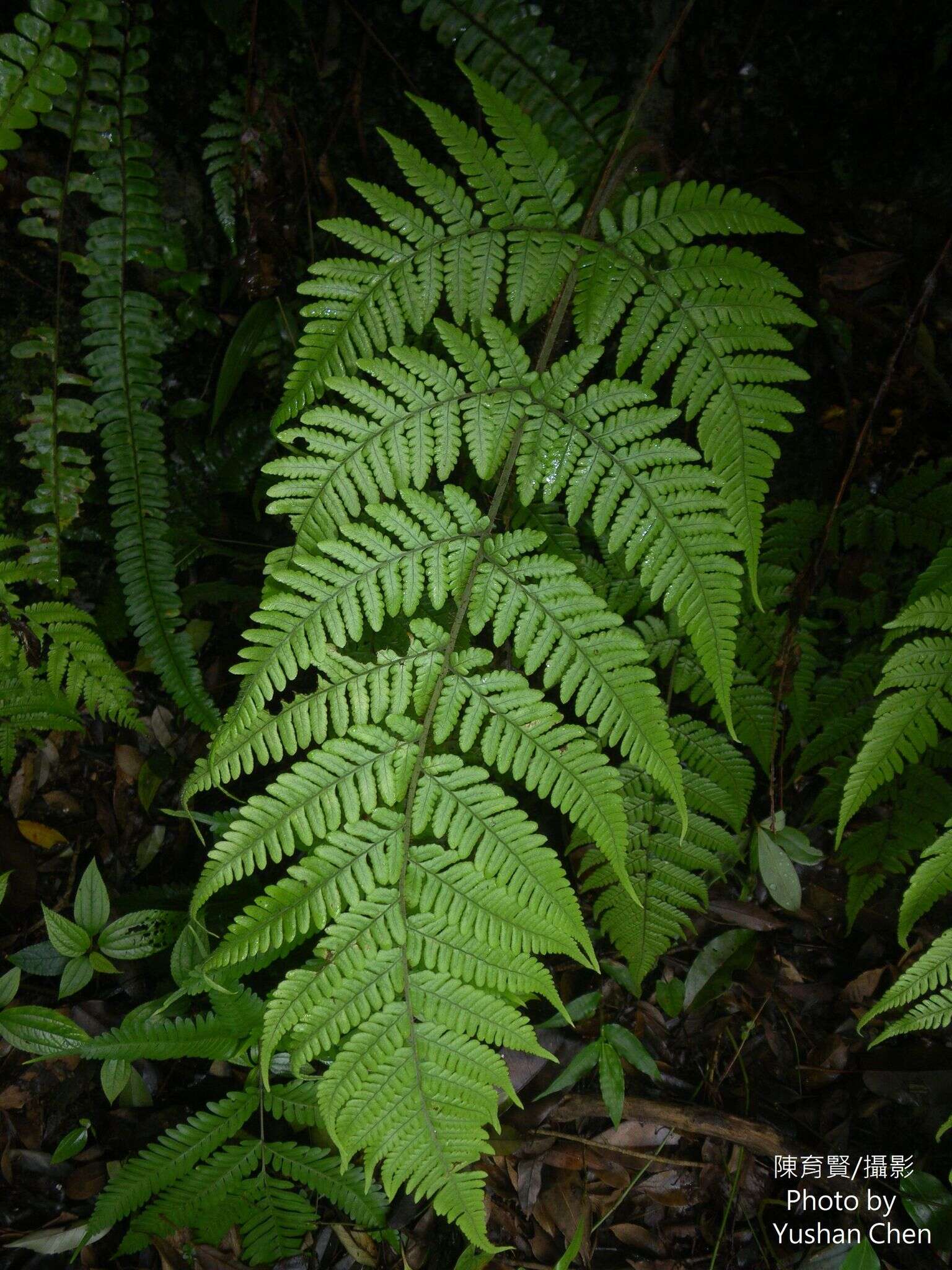 Слика од Ctenitis eatonii (Bak.) Ching