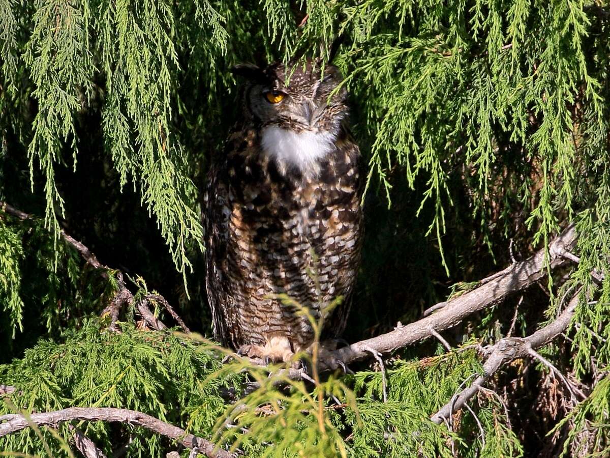 Image of Cape Eagle Owl