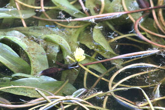 Image of Ottelia ulvifolia (Planch.) Walp.