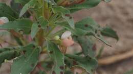 Eremothera boothii subsp. condensata (Munz) W. L. Wagner & Hoch的圖片