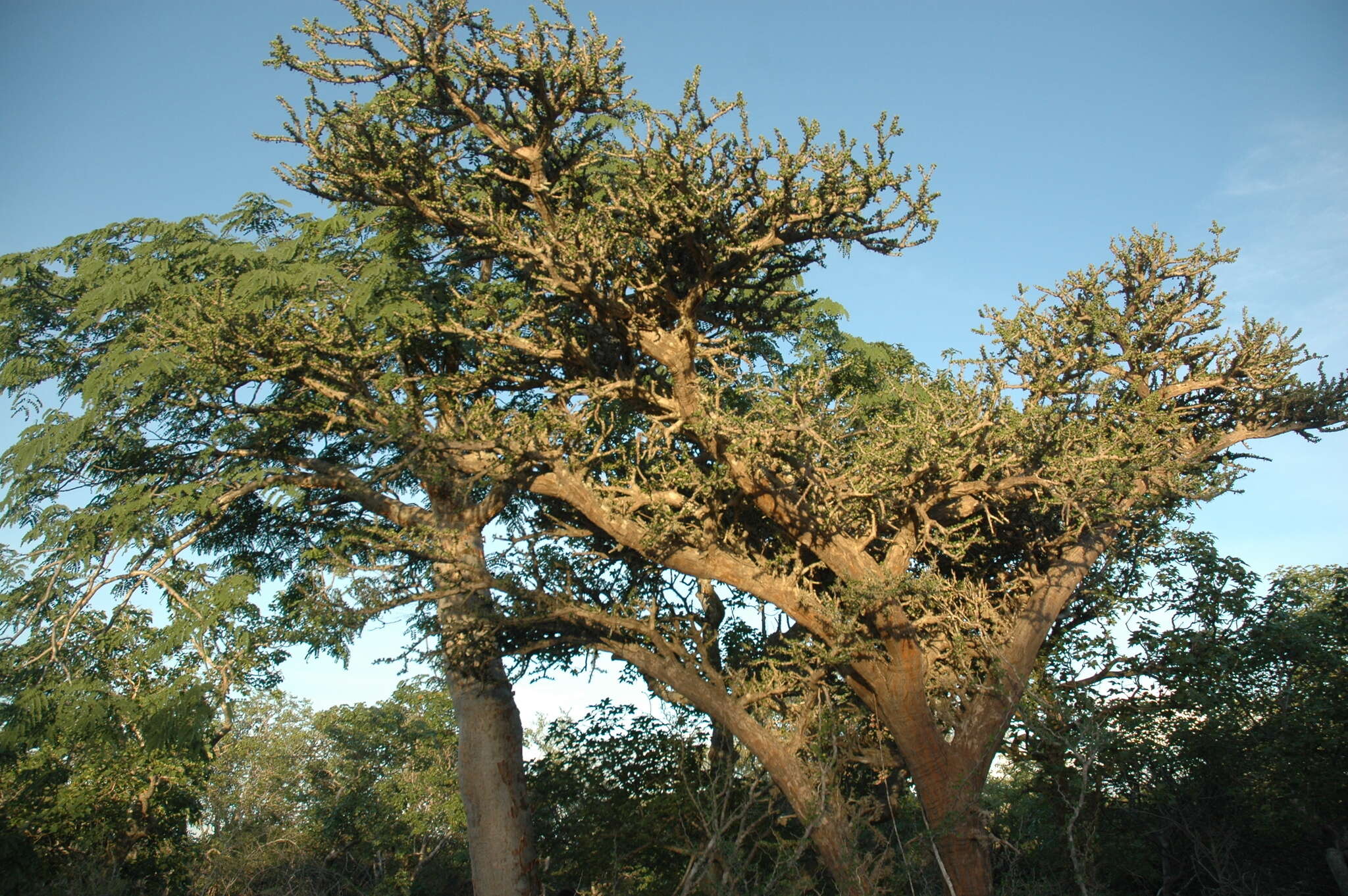 Image of Alluaudia comosa (Drake) Drake