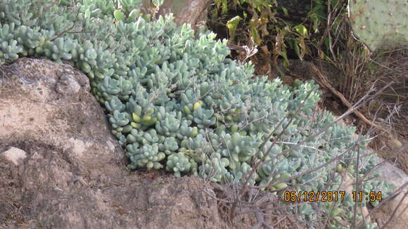 Image of Sedum allantoides Rose