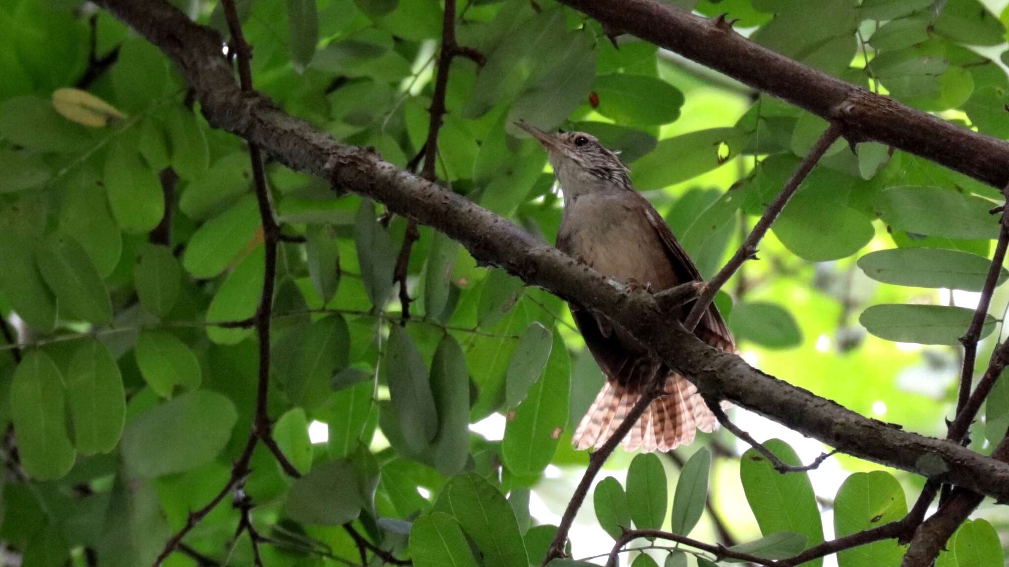 Image of Sinaloa Wren