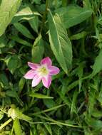 Image of Zephyranthes carinata Herb.