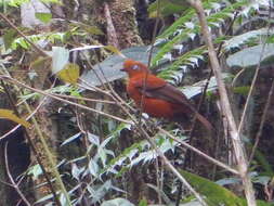 Plancia ëd Rupicola peruvianus aequatorialis Taczanowski 1889