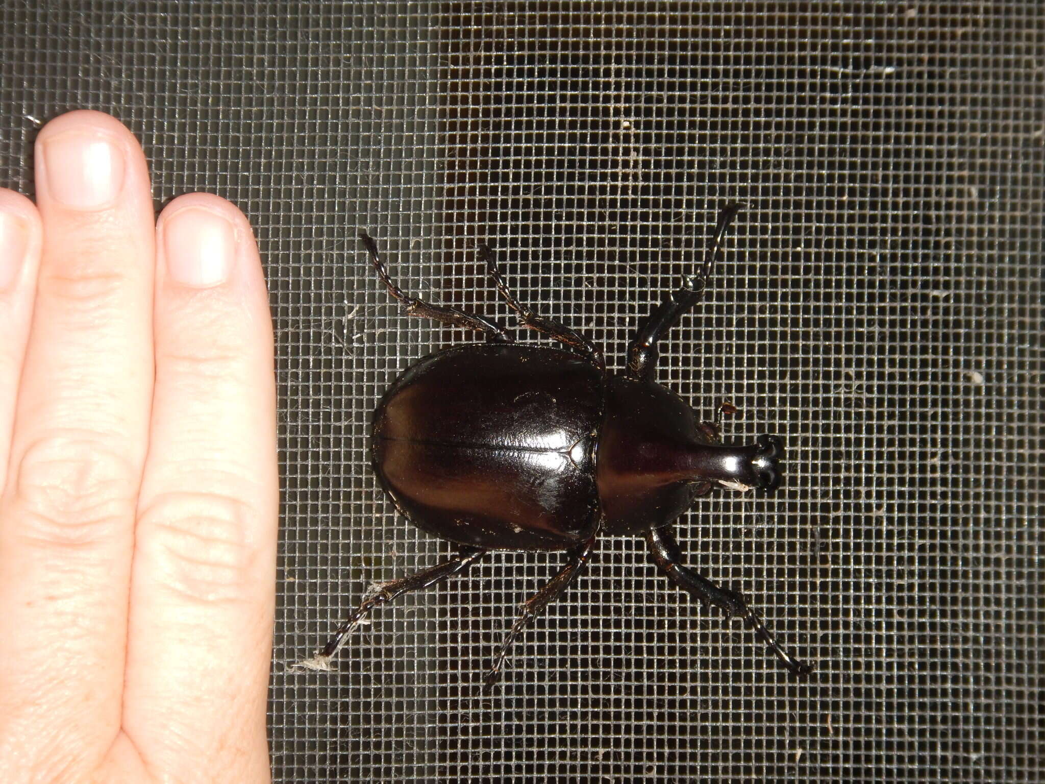 Image of <i>Xylotrupes <i>australicus</i></i> australicus