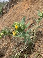 Image of California stoneseed