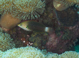 Image of Axil spot wrasse