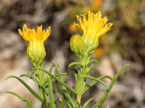 Image of Pteronia pallens L. fil.