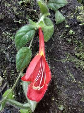 Image of Columnea microcalyx Hanst.