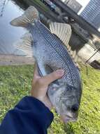 Image of Australian bass