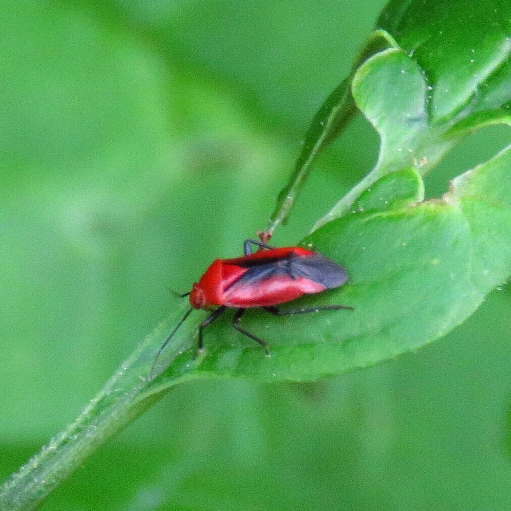 Tropidosteptes cardinalis Uhler 1878的圖片