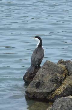 Plancia ëd Phalacrocorax varius (Gmelin & JF 1789)