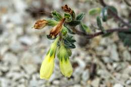 Image of Onosma echioides subsp. dalmatica (Scheele) Peruzzi & N. G. Passal.