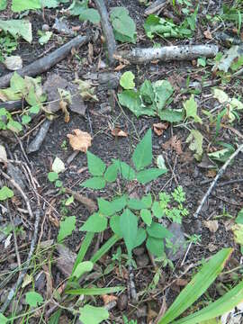 Image of Hylodesmum podocarpum (DC.) H. Ohashi & R. R. Mill