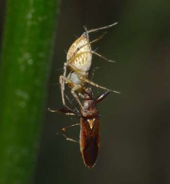 Image of Oxyopes elegans L. Koch 1878