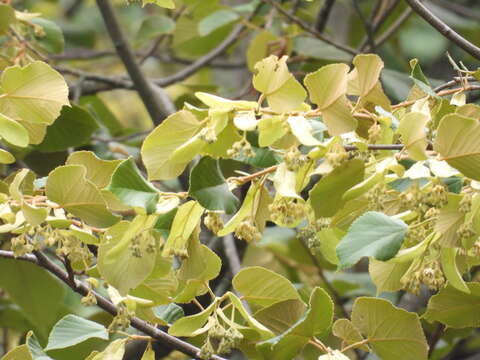 Image of Tilia americana var. mexicana (Schltdl.) J. W. Hardin