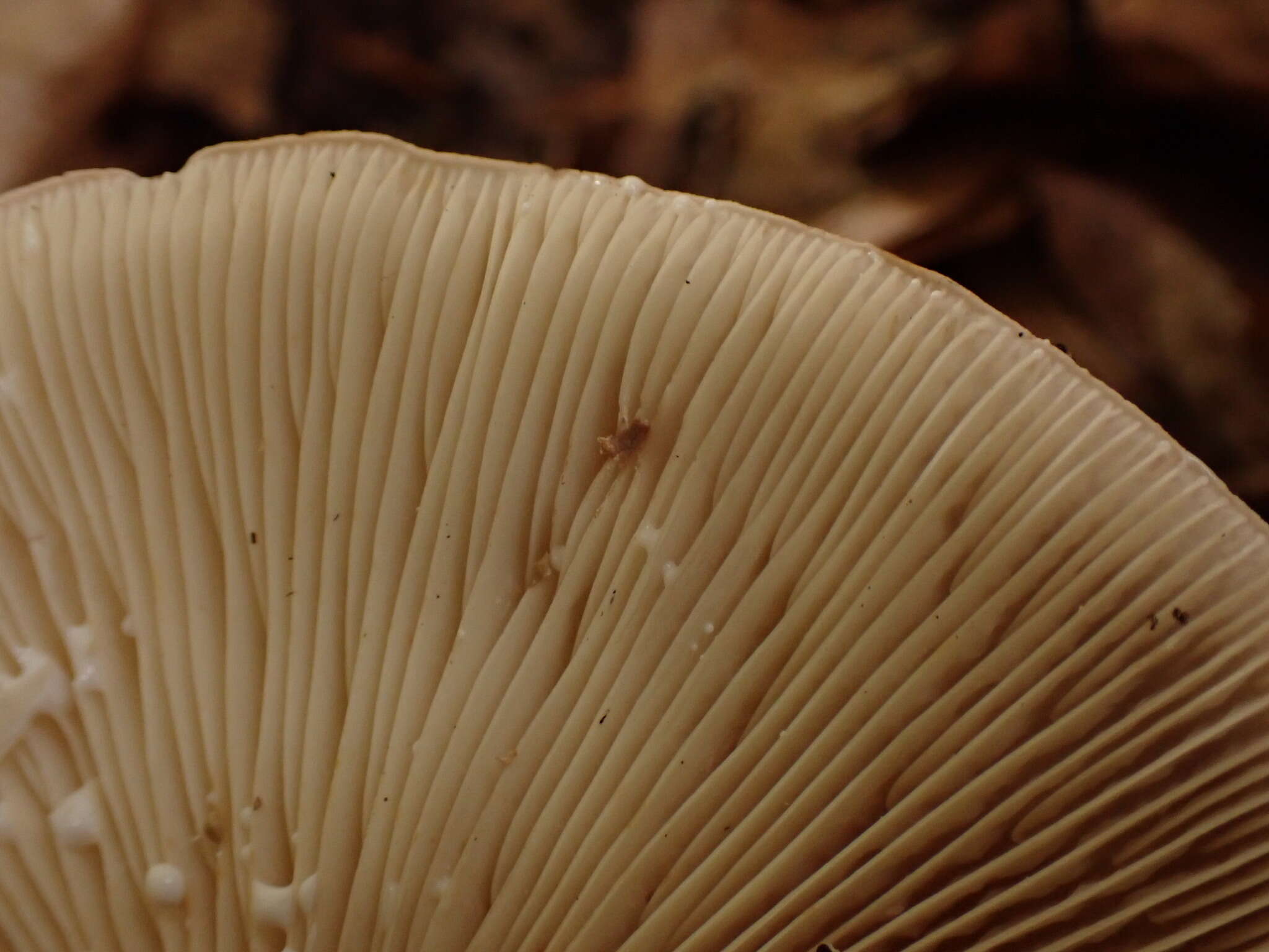 صورة Lactarius fluens Boud. 1899