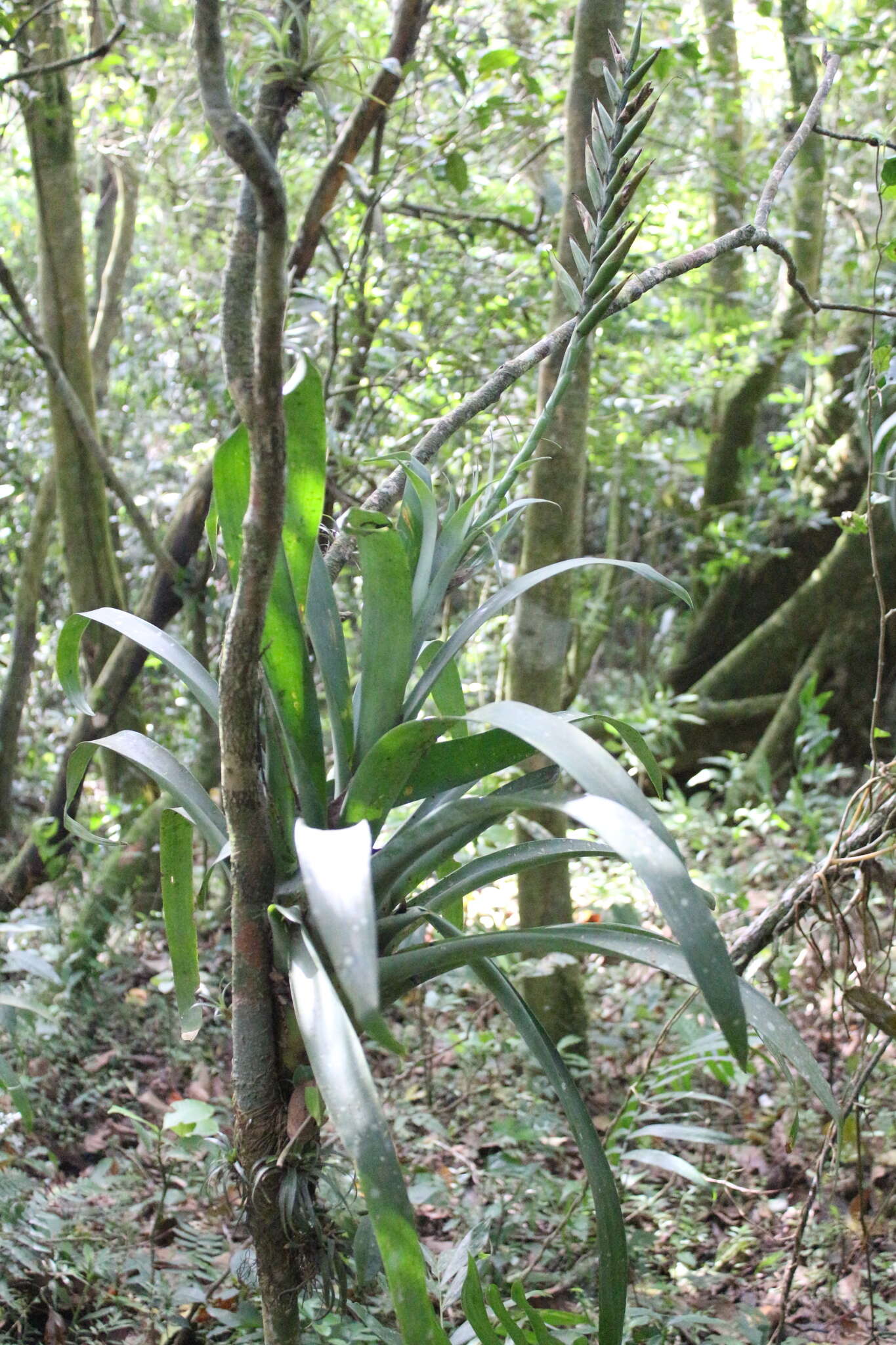 Image de Pseudalcantarea viridiflora (Beer) Pinzón & Barfuss