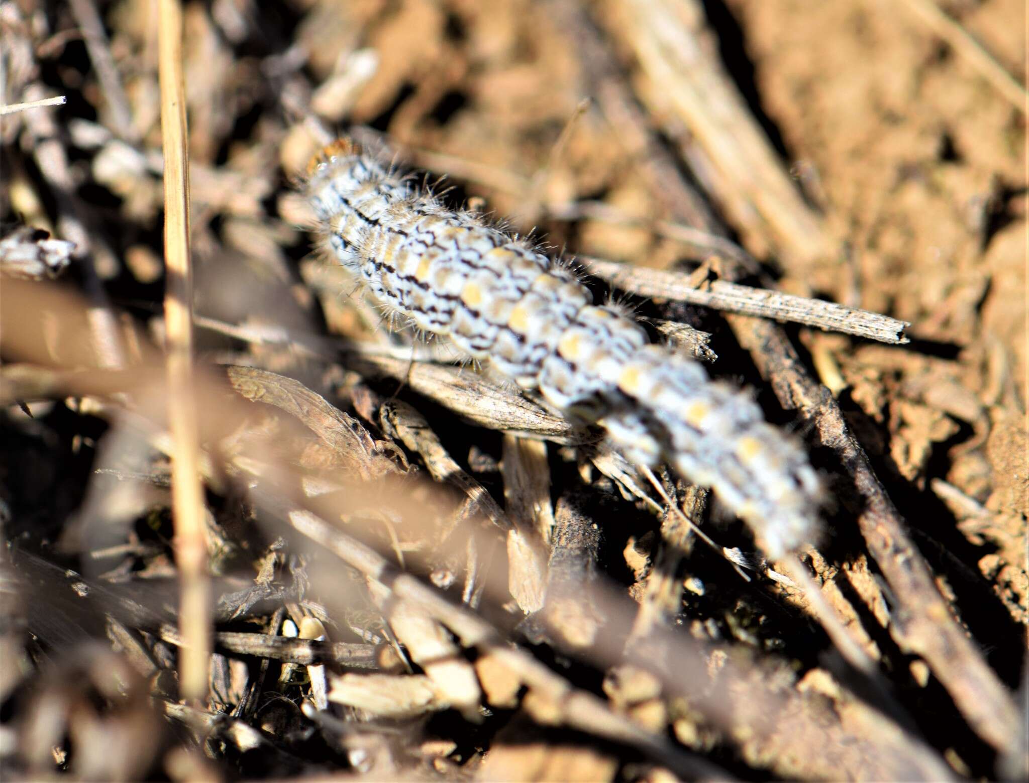 Image of Eilema palliatella (Scopoli 1763)