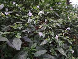 Image of Strobilanthes flexicaulis Hayata