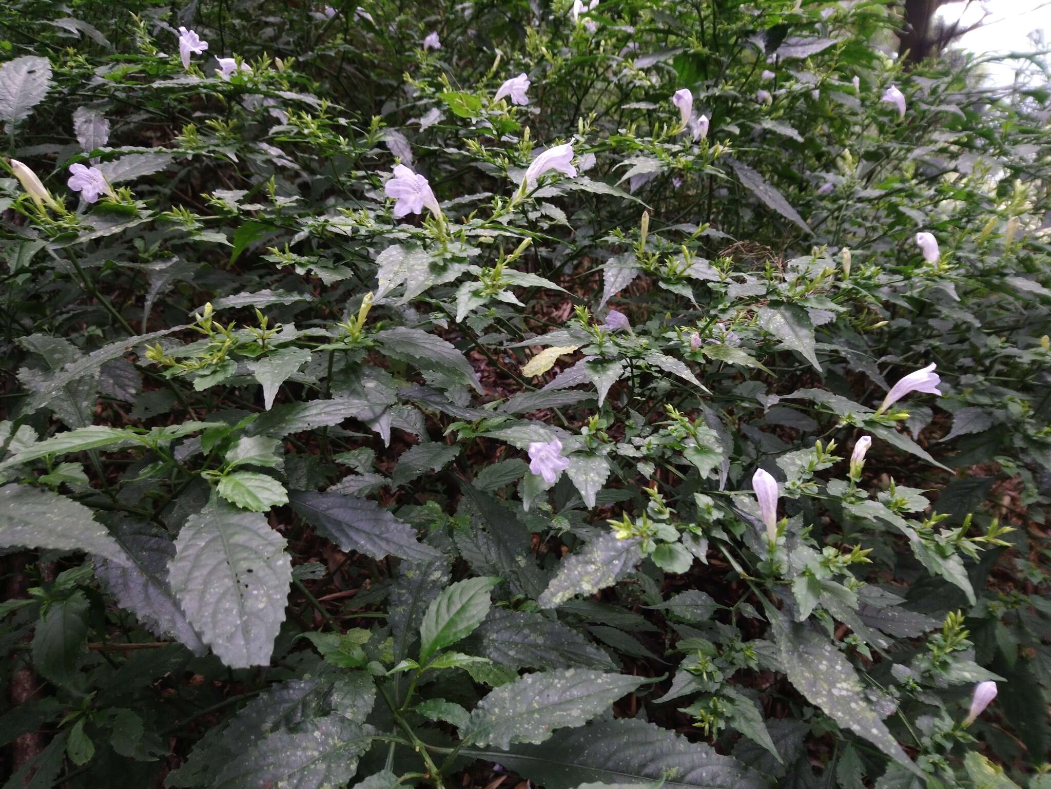 Image of Strobilanthes flexicaulis Hayata