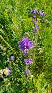 Imagem de Campanula glomerata subsp. farinosa (Rochel ex Besser) Kirschl.