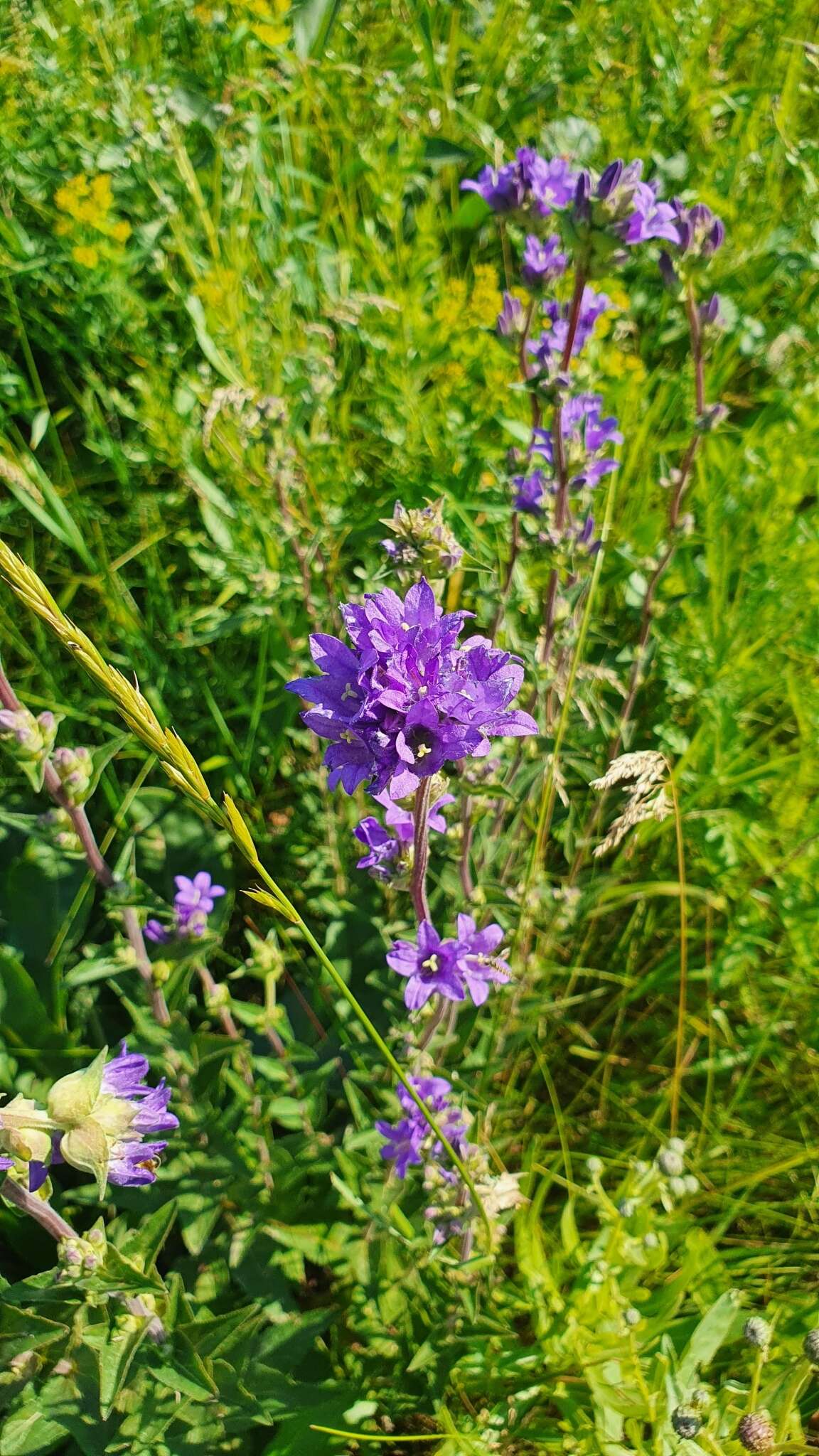 Imagem de Campanula glomerata subsp. farinosa (Rochel ex Besser) Kirschl.