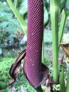 Image of Anthurium cubense Engl.