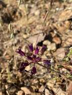 Image of fringed onion